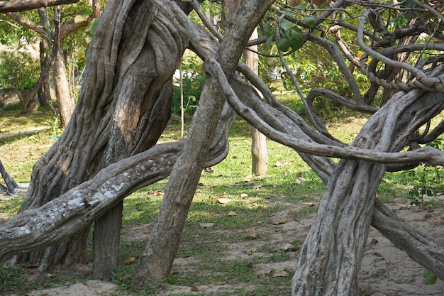 Crooked vines in the garden