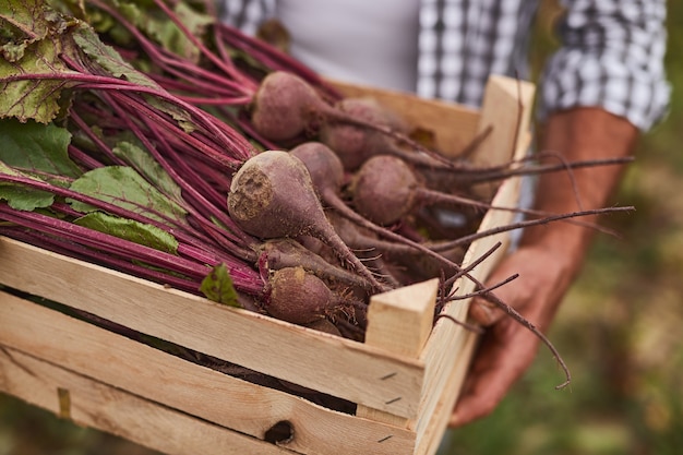 Crop anonymous male farm worker carrying wooden box filled with freshly harvested organic beets while working in agricultural field