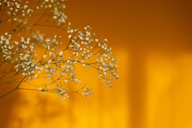 Crop of beautiful gypsophila flowers at studio on yellow bright background Blooming plant flowers a