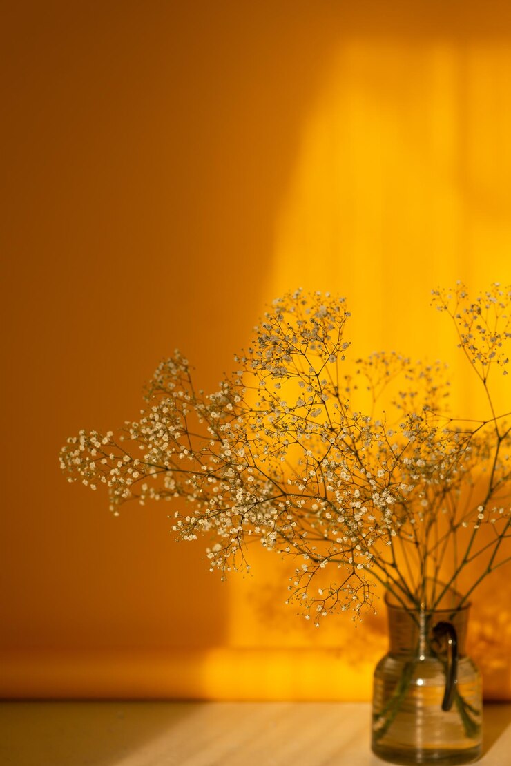Crop of beautiful gypsophila flowers at studio on yellow bright background Blooming plant flowers