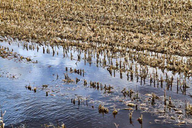 crop of corn