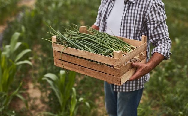 Crop farmer with green onion in box