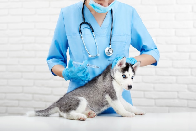 Crop of female doctor in blue uniform holding little puppy husky dog with blue eyes, doing injection in neck with prick. Professional veterinarian caring about little dog, like wolf. Vet clinic.