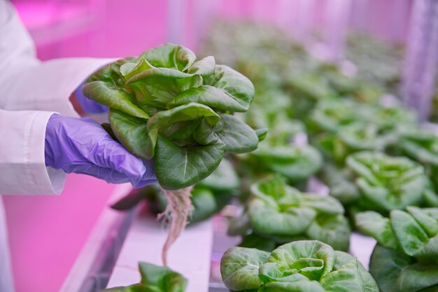 Crop gardener showing butterhead lettuce in greenhouse