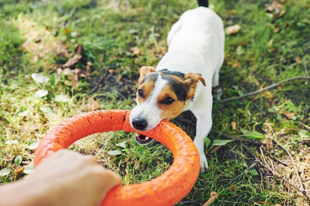 Ritaglia la mano che gioca con il cane