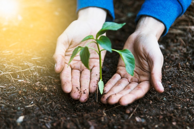 Crop hands near seedling