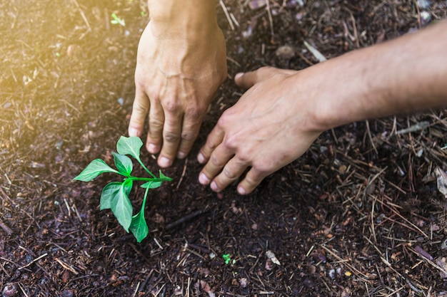 Crop hands planting seedling in garden