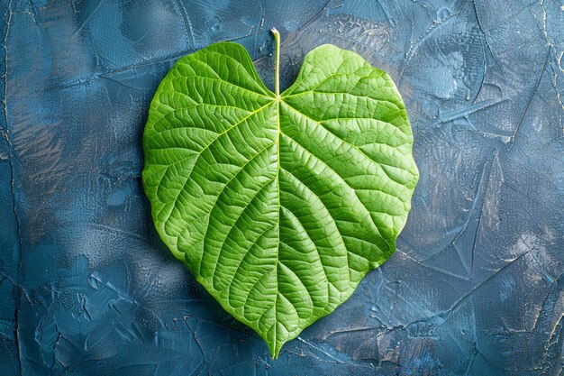 Crop leaf on dark background