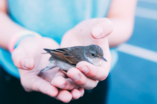 作物の人が鳥を抱く