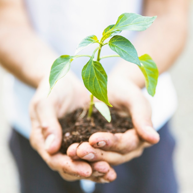 Photo crop person showing sapling