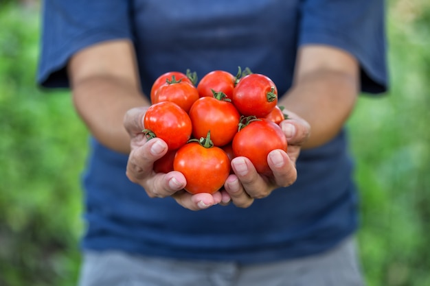 Coltivazione di pomodori maturi nelle mani del contadino