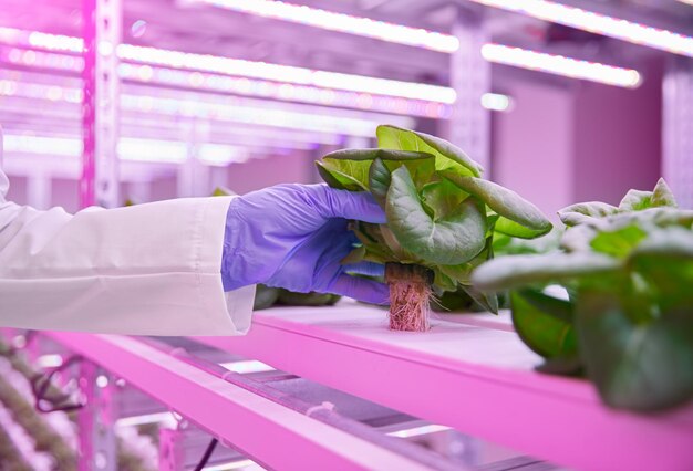 Crop scientist with lettuce at hydroponic table