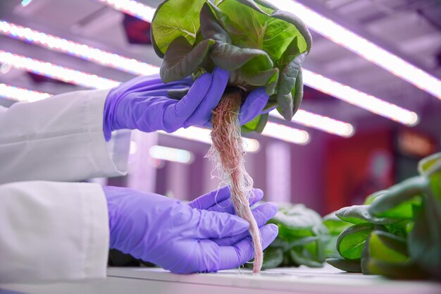 Crop scientist with seedling of plant in lab