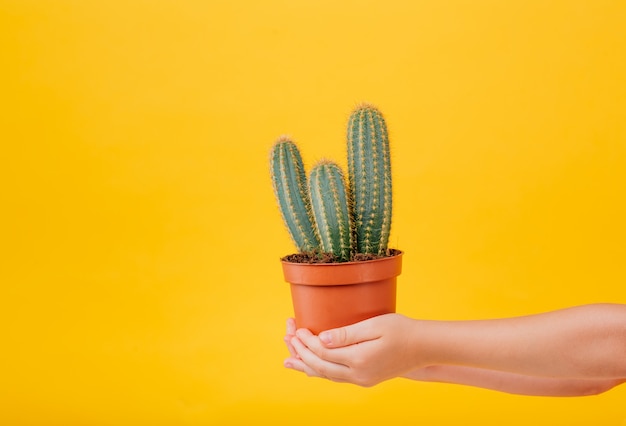 Crop, two hands hold cactus. isolated