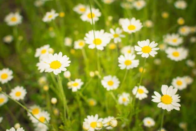 Crop view of the blooming bright daisies camomilles field in spring selective focus