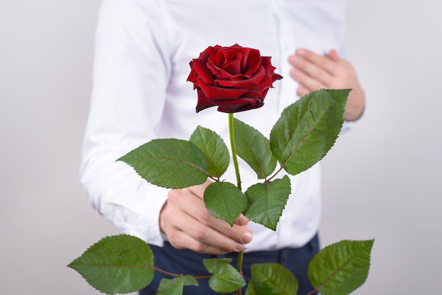 Cropped closeup photo of handsome cheerful husband holding beautiful fascinating flower in hand giving to you isolated grey background