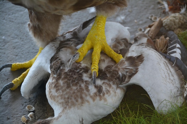 Photo cropped eagle on dead seagull