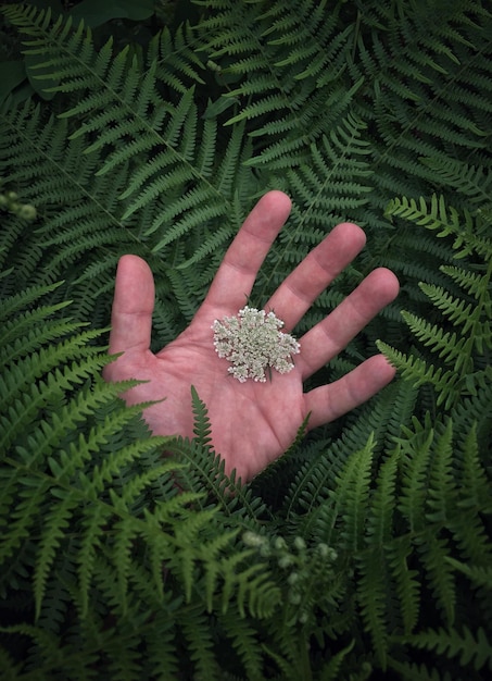 Cropped hand amidst fern