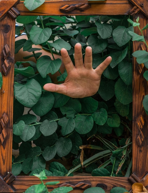 Cropped hand amidst plants by picture frame