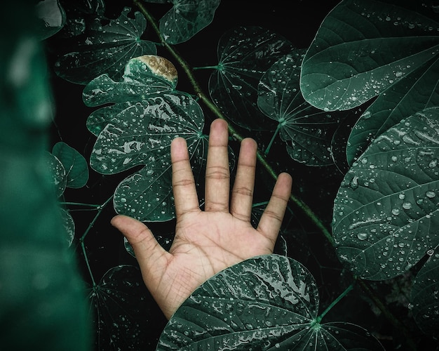 Cropped hand amidst wet plants