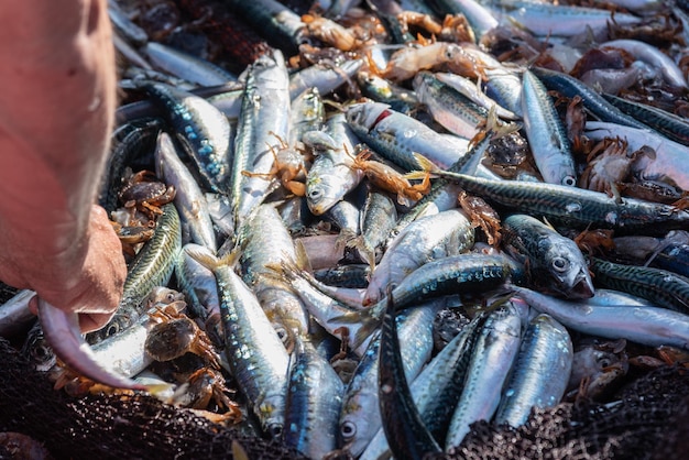 市場で手作りで魚を買う