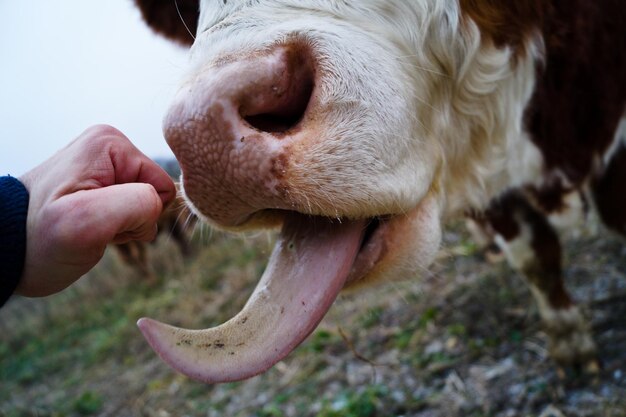 Photo cropped hand by cow sticking tongue out on field