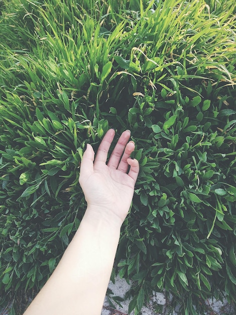 Photo cropped hand by plants