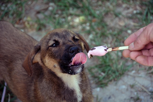 Foto mano tagliata che dà da mangiare il gelato al cane sul campo