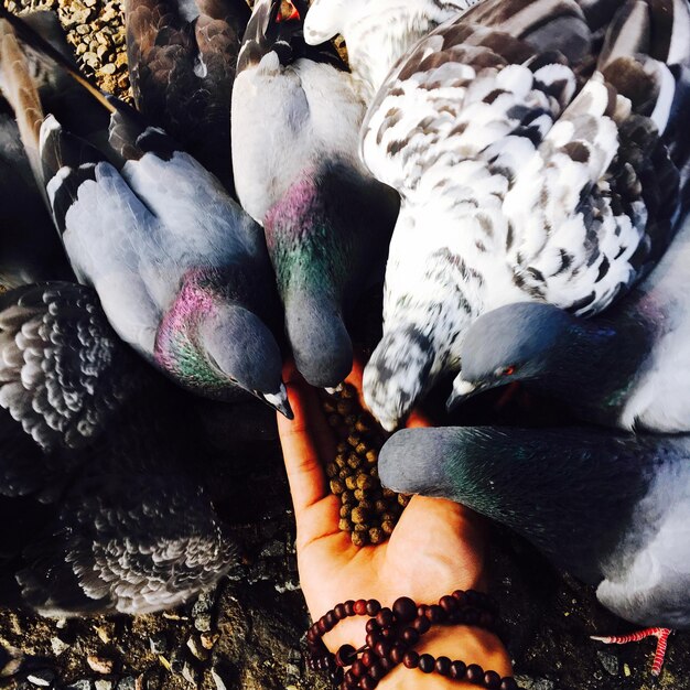 Photo cropped hand feeding pigeons