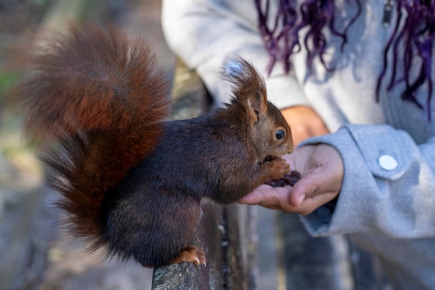 Cropped Hand Feeding Squirrel