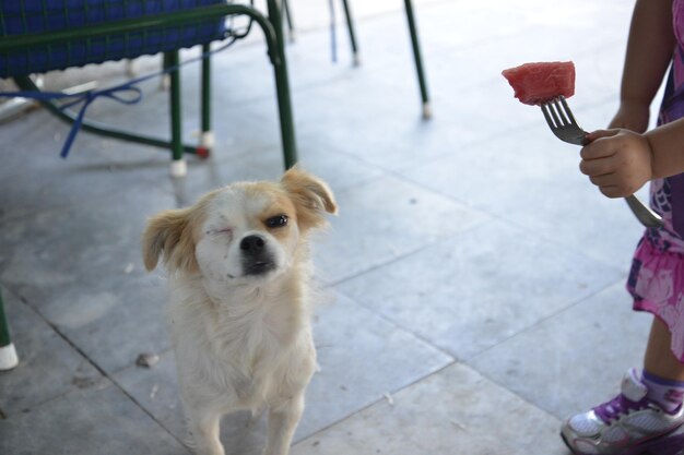 Cropped hand giving food to dog