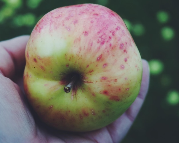 Photo cropped hand holding apple