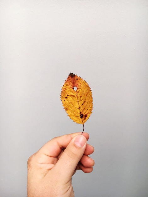 Foto mano tagliata che tiene una foglia d'autunno su uno sfondo bianco
