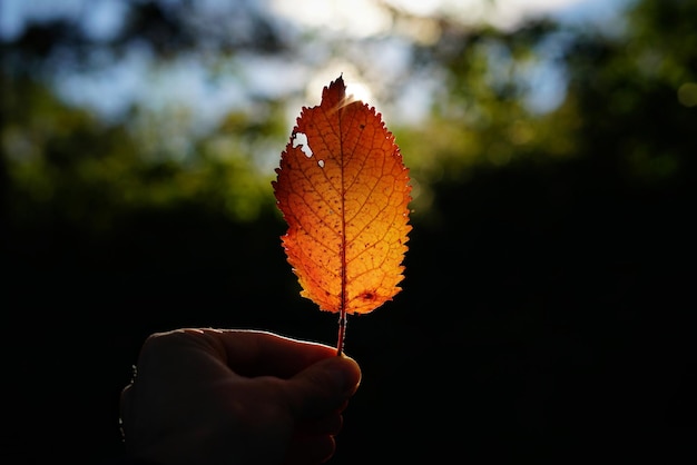 Foto mano tagliata che tiene una foglia d'autunno