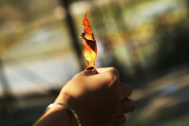 Foto mano tagliata che tiene una foglia d'autunno