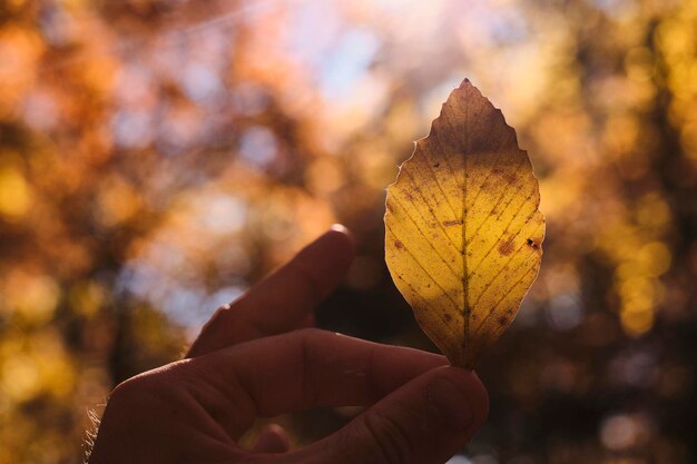 Cropped hand holding autumn leaf