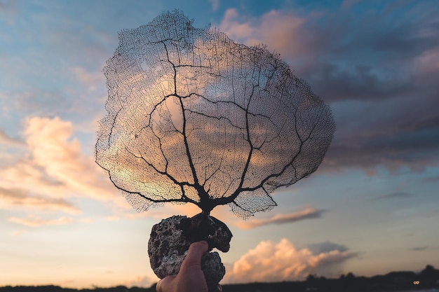 Cropped hand holding bare tree against sky during sunset