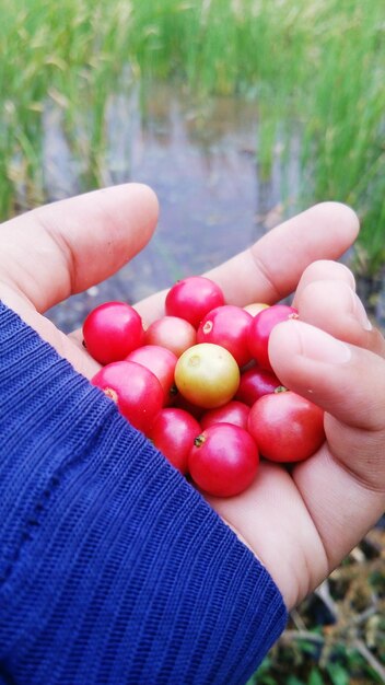 Cropped hand holding berry fruit