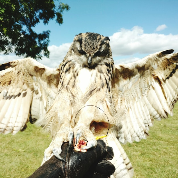 Photo cropped hand holding bird on field during sunny day