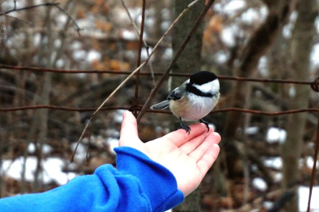 Foto uccello con la mano tagliata