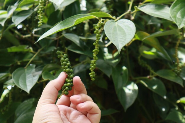 写真 黒い胡<unk>の植物を握る切り取られた手