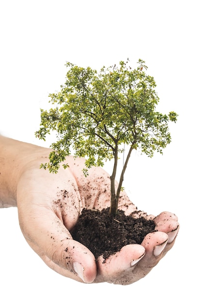 Foto mano tagliata che tiene un albero di bonsai su uno sfondo bianco