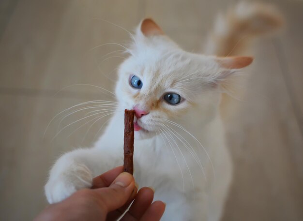 Photo cropped hand holding cat