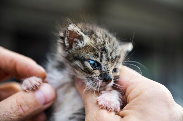 Cropped hand holding cat