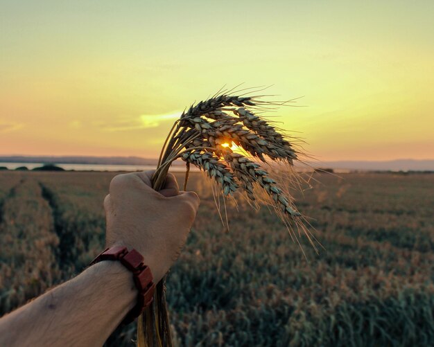 Foto mani tagliate che tengono una pianta di cereali sul campo durante il tramonto