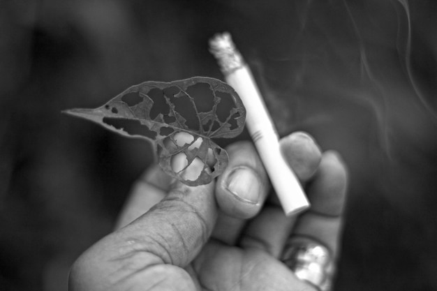 Cropped hand holding cigarette and leaf