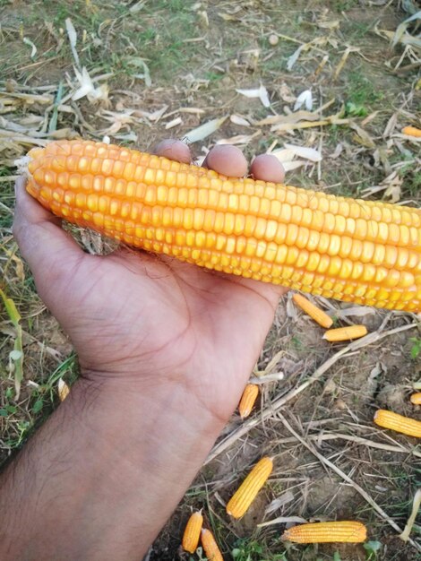 Photo cropped hand holding corn