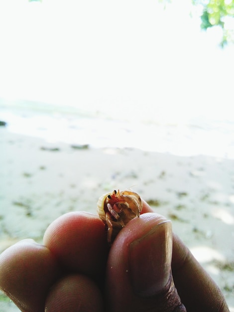 Foto mano tagliata che tiene un granchio sulla spiaggia