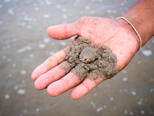 Foto mano tagliata che tiene un granchio sulla spiaggia