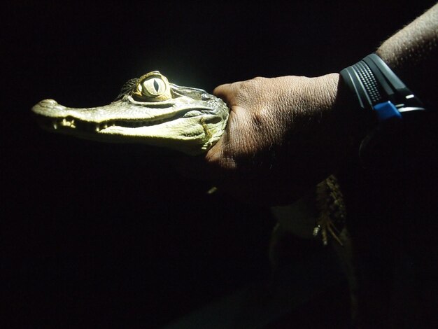 Photo cropped hand holding crocodile at night